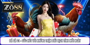Đá Gà C1 - Sức Hút Với Những Trận Đấu Kịch Tính Mỗi Ngày